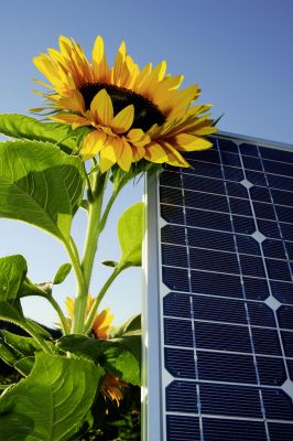 Sonnenblume Immer mehr Anleger achten auf die ökologischen Aspekte der Projekte, die durch ihr Geld finanziert werden. (Foto: djd/UDI(PM))