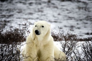 Eisbär 1.000 Polarbären streunen vor Wintereinbruch durch Churchills Tundra und warten darauf, dass die Hudson Bay zufriert. Dann geht's raus aufs Eis zur Robbenjagd.